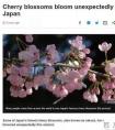 Oct 19 双语新闻精选：秋天到日本去赏樱？！你真的没听错……