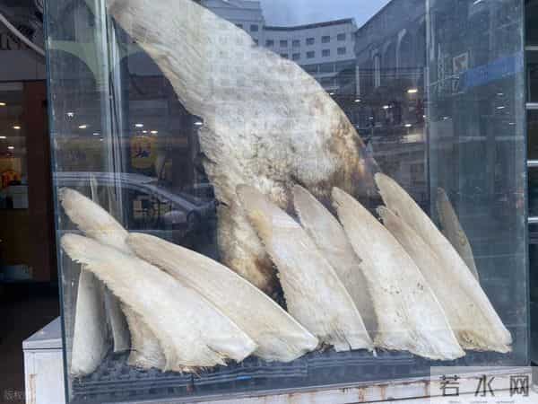 为什么人类只吃鱼翅，却很少听说吃鲨鱼肉？鲨鱼肉真的不好吃吗？