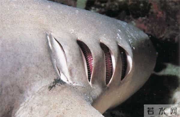 为什么人类只吃鱼翅,却很少听说吃鲨鱼肉?鲨鱼肉真的不好吃吗?