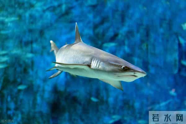 为什么人类只吃鱼翅,却很少听说吃鲨鱼肉?鲨鱼肉真的不好吃吗?