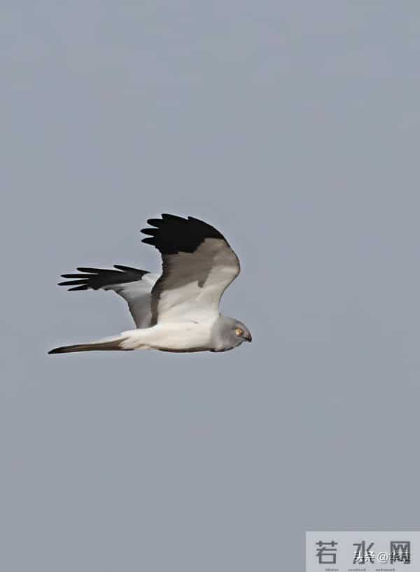 心灯不熄，躬行方致远，从AI时代再读阳明心学的价值