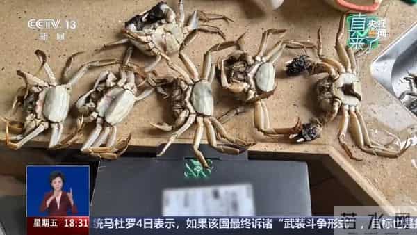 AI合成6只“死螃蟹”骗退款被拘！细节披露→
