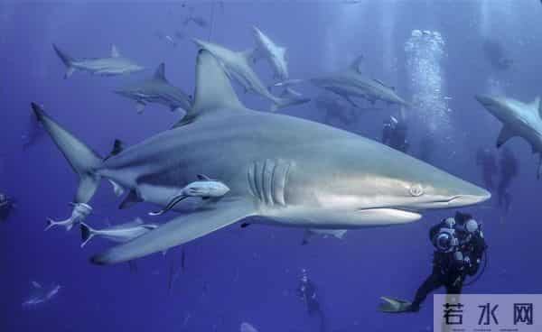为什么人类只吃鱼翅,却很少听说吃鲨鱼肉?鲨鱼肉真的不好吃吗?