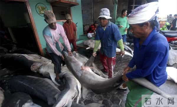 为什么人类只吃鱼翅,却很少听说吃鲨鱼肉?鲨鱼肉真的不好吃吗?