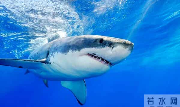 为什么人类只吃鱼翅，却很少听说吃鲨鱼肉？鲨鱼肉真的不好吃吗？