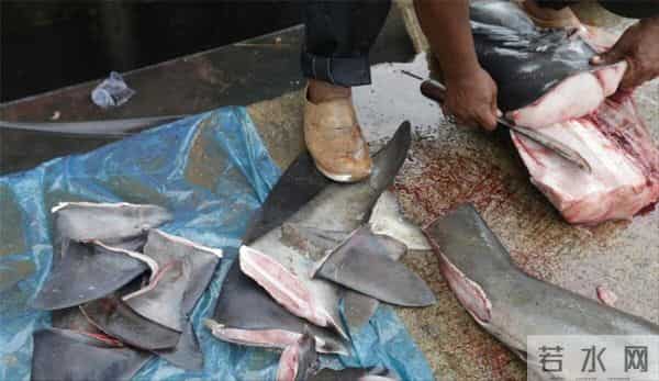 为什么人类只吃鱼翅,却很少听说吃鲨鱼肉?鲨鱼肉真的不好吃吗?