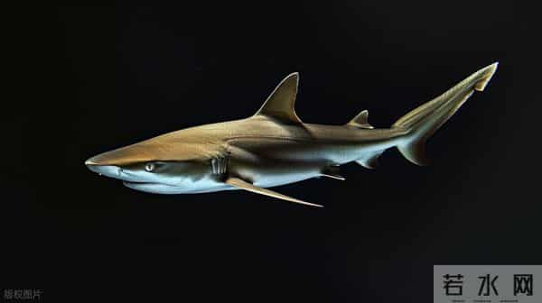 为什么人类只吃鱼翅,却很少听说吃鲨鱼肉?鲨鱼肉真的不好吃吗?