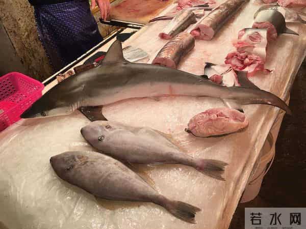 为什么人类只吃鱼翅,却很少听说吃鲨鱼肉?鲨鱼肉真的不好吃吗?