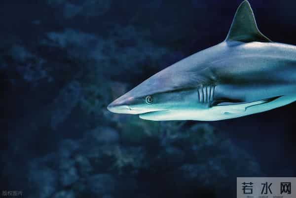 为什么人类只吃鱼翅,却很少听说吃鲨鱼肉?鲨鱼肉真的不好吃吗?