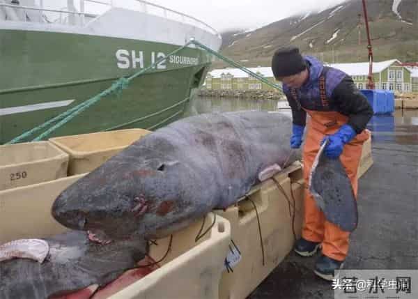 为什么人类只吃鱼翅,却很少听说吃鲨鱼肉?鲨鱼肉真的不好吃吗?