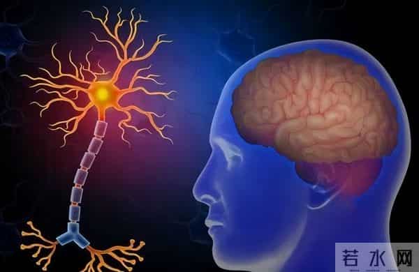 为什么人类只吃鱼翅,却很少听说吃鲨鱼肉?鲨鱼肉真的不好吃吗?