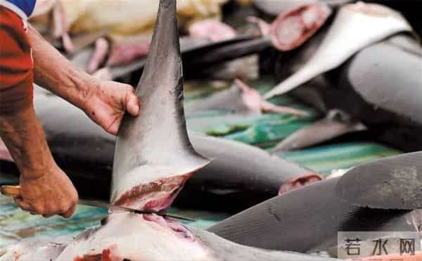 为什么人类只吃鱼翅,却很少听说吃鲨鱼肉?鲨鱼肉真的不好吃吗?