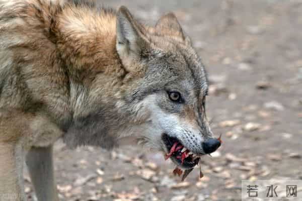 狼群只有狼王狼后拥有交配权，那么其他的狼发情期会怎么样？