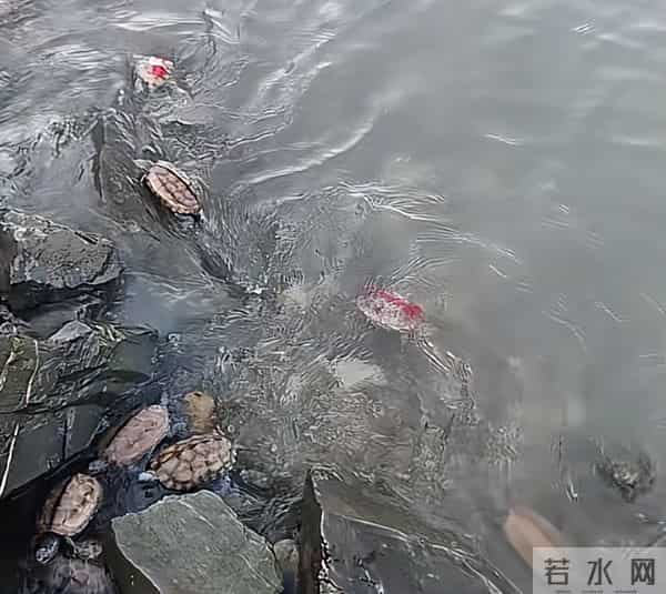 江边发现大量濒死草龟,身上用胶带缠着红布,网友:有罪去自首!