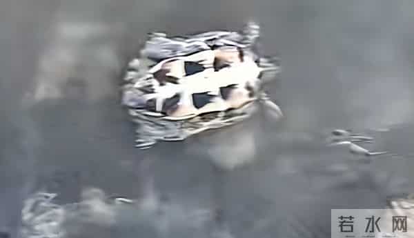 江边发现大量濒死草龟,身上用胶带缠着红布,网友:有罪去自首!