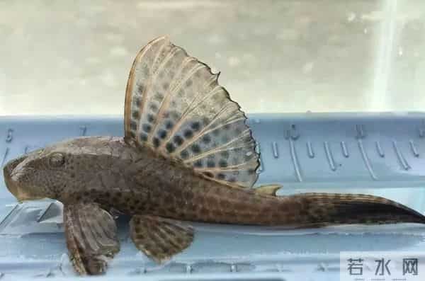 不要碰!不要养!重庆:实名“通缉”,发现请立即上报!