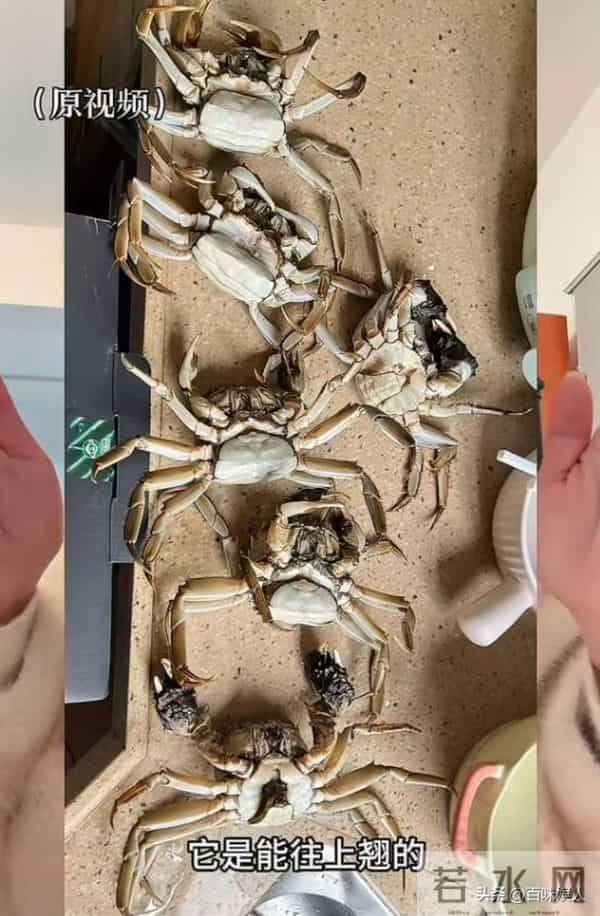 AI死螃蟹后续，当事人被拘8天，退还195元，老板因祸得福螃蟹爆卖