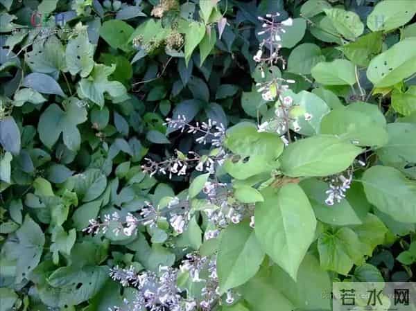 消失40年！学者花4年在广东路边找到，只有1个很小种群，不到10株