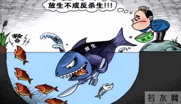 江边发现大量濒死草龟,身上用胶带缠着红布,网友:有罪去自首!