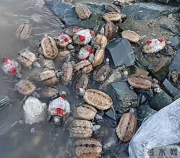 江边发现大量濒死草龟,身上用胶带缠着红布,网友:有罪去自首!