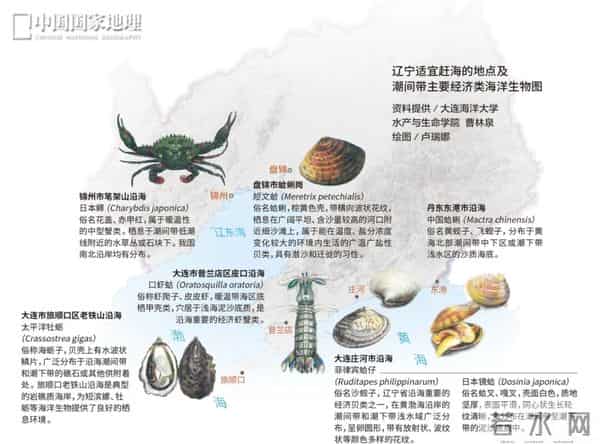 这种辽宁“含金量”,全国最高!