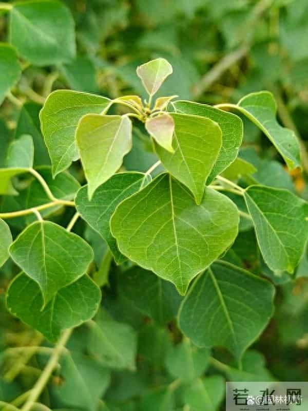 农村随处可见的乌桕树，竟是藏在身边的“宝贝疙瘩”