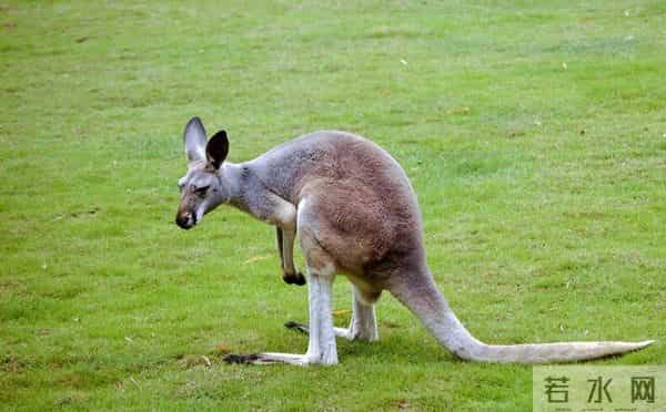 澳大利亚的先天困境：坐拥全球第6大面积，为何难逃4大地理缺陷？