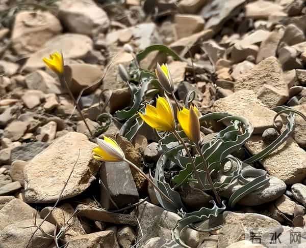 消失40余年!2023年在内蒙古再次发现15亩,工作人员24小时巡逻