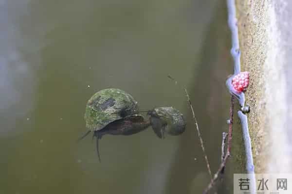 不要碰!不要养!重庆:实名“通缉”,发现请立即上报!