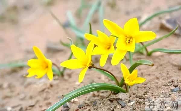 消失40余年!2023年在内蒙古再次发现15亩,工作人员24小时巡逻