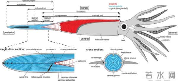 史前文明证据一亿多年前的地层,惊现大量被“铁钉”穿喉杀死的鱼