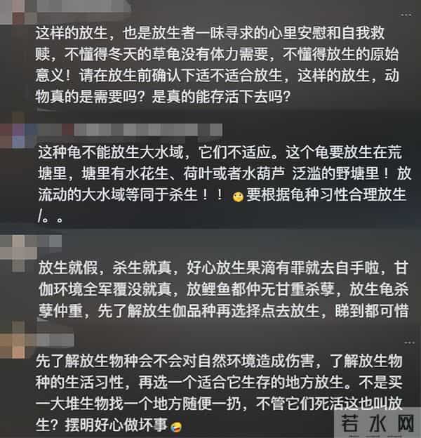 江边发现大量濒死草龟,身上用胶带缠着红布,网友:有罪去自首!