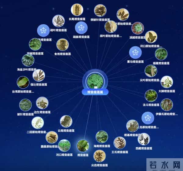 全球不到40株！广东深山发现蕨类“巨人”，高达5米密被鳞片，茎部肥大重达80斤