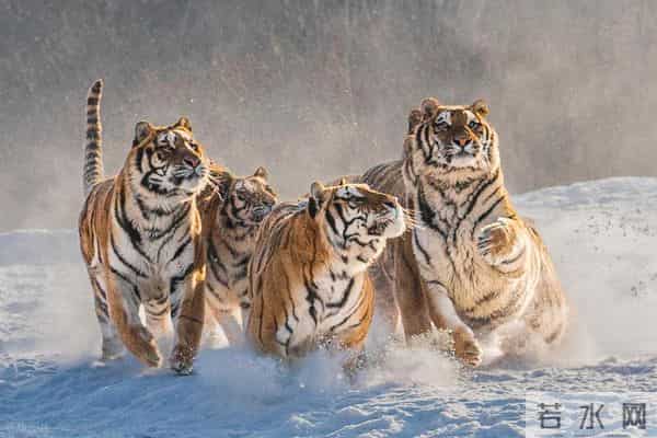 锡霍特山脉：东北虎的绿色堡垒，这里面还藏着多少秘密呢？