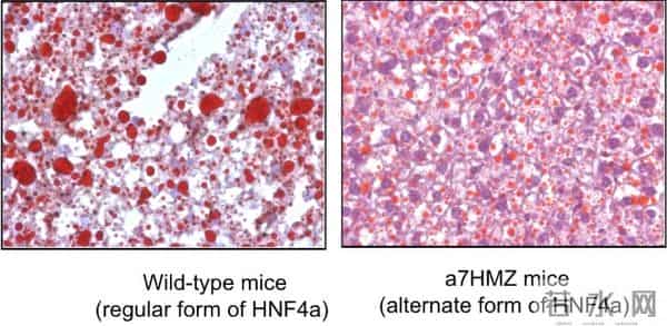 科学家警告：这种广受欢迎的食用油可能正在悄悄地导致体重增加