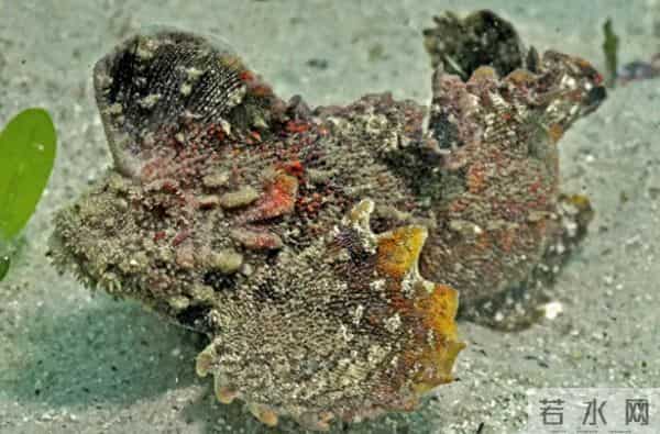 南方海边的这种鱼，踩到真的会要命！