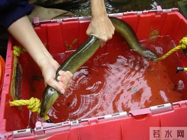 黄鳝在日本泛滥成灾,钻洞破坏农田,让当地人头疼不已,为何当地人不吃了它?