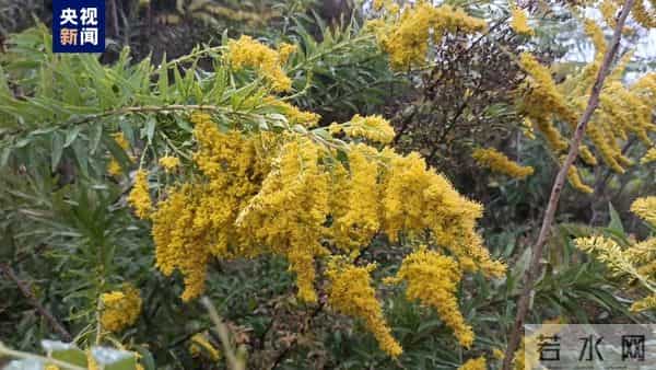 不要碰!不要养!重庆:实名“通缉”,发现请立即上报!