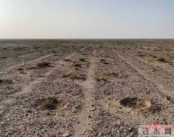 马云斥巨资在沙漠里种树，承诺每年1亿棵，9年过去了，树怎样了？