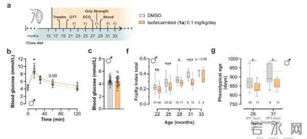 胡萝卜立功了？欧洲科学家从中发现宝藏，补充或可“拨慢”衰老