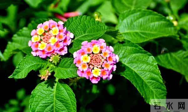 不要碰!不要养!重庆:实名“通缉”,发现请立即上报!