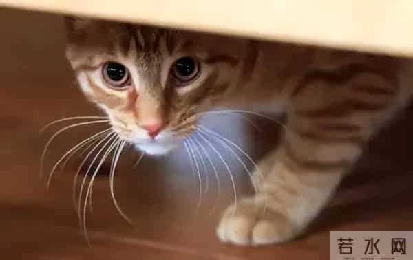 北美鲜粮卖爆，中国版却凉了？关店19家，盒马前 CEO踩了 3 个致命坑