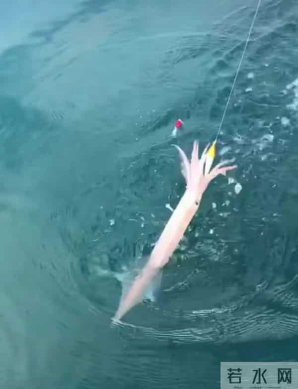 史前文明证据一亿多年前的地层,惊现大量被“铁钉”穿喉杀死的鱼