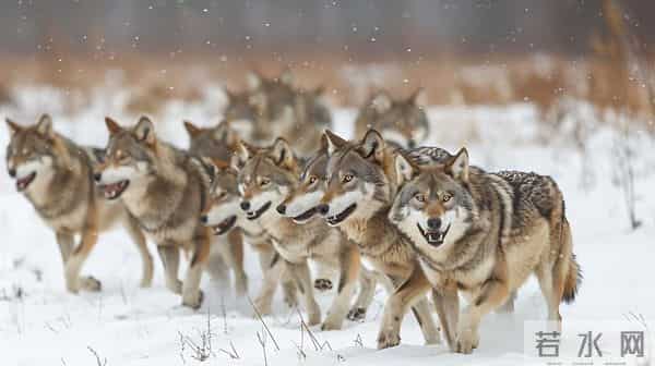 狼群只有狼王狼后拥有交配权，那么其他的狼发情期会怎么样？