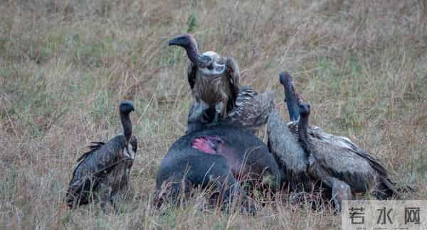 为什么食肉动物捕猎后先啃内脏，而不是先啃大块肉？看完涨知识了