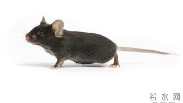 破局！阿尔茨海默病迎来克星，Sox9 激活大脑保洁队，记忆能保住了