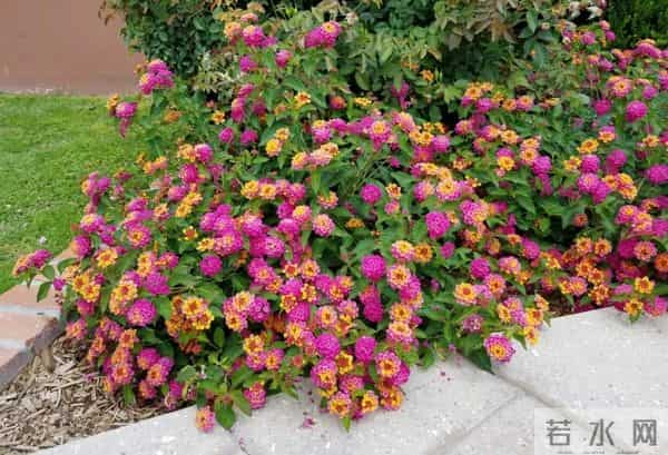 不要碰!不要养!重庆:实名“通缉”,发现请立即上报!