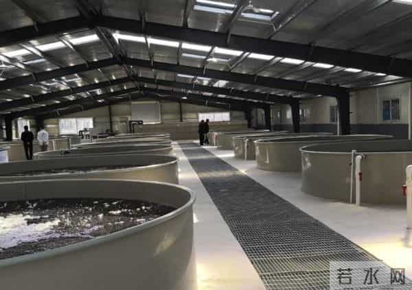 江边发现大量濒死草龟,身上用胶带缠着红布,网友:有罪去自首!