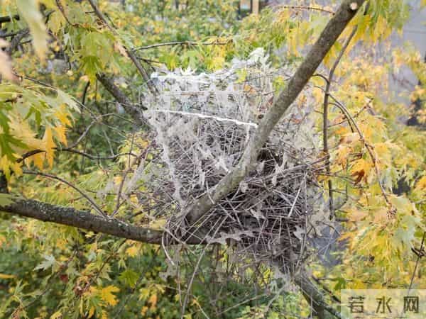 乌克兰的鸟用战场上的光纤筑巢,有的还用防鸟刺造窝,鸟类工业革命来了?