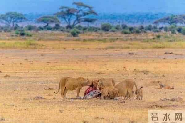 为什么食肉动物捕猎后先啃内脏，而不是先啃大块肉？看完涨知识了
